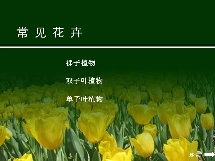 园林:常见花卉-祼子植物37页资料文档截图